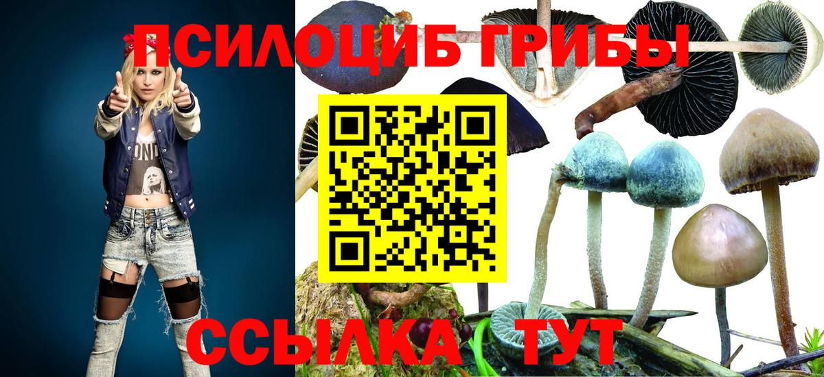 Псилоцибиновые грибы GOLDEN TEACHER  цены наркотик  Вход с VPN  Камень-на-Оби  Псилоцибиновые грибы прущие грибы 
